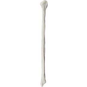 Fibula Bone Model - Left - Anatomically Accurate Human Bone Replica