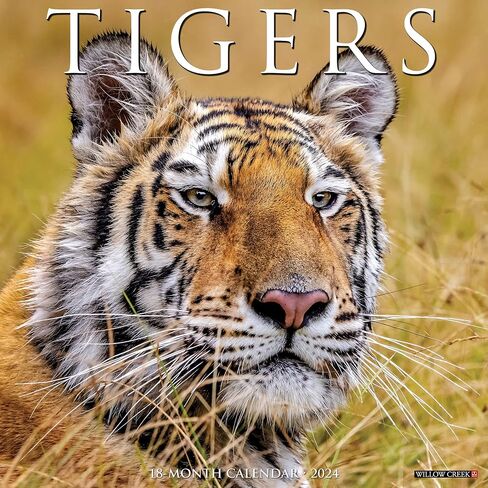 Willow Creek Press Tigers Monthly 2024 Wall Calendar (12" x 12") in Saudi Arabia