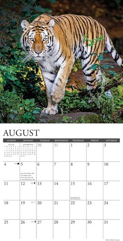 Willow Creek Press Tigers Monthly 2024 Wall Calendar (12" x 12") in Saudi Arabia
