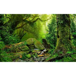 Rainforest Terrarium Background Tropical Style Forest Aquarium Background Deep Jungle Stream with Stones Moss Reptile Habitat Background Fantasy Forest Aquarium Backdrops Vinyl 24x16in
