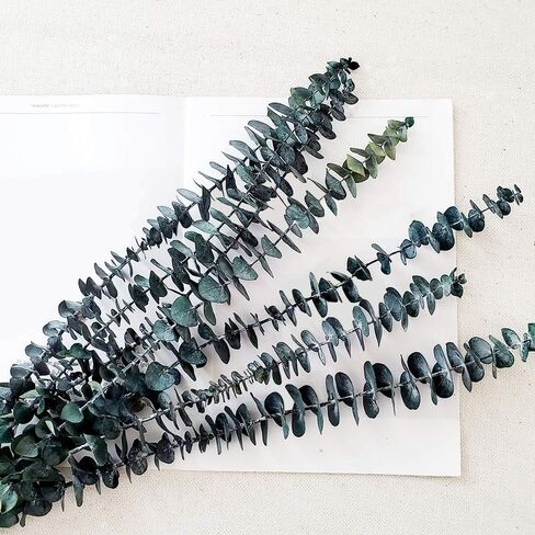 Preserved Fresh Eucalyptus Branches 17inch, 5Pcs Dried Eucalyptus Stems for Flower Arrangements Wedding Home Decor in Saudi Arabia