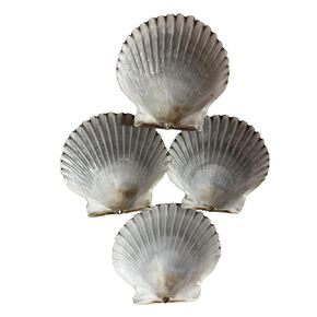 Scallop Shells for Cooking, Baking or Crafts, 2 inch to 3 inch, Natural Seashell (Dark 2 inch - 3 inch, 8)
