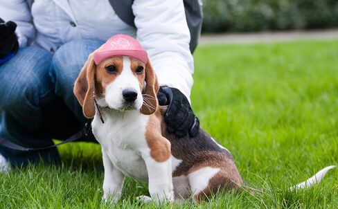Debei Dog Hat Baseball Sun Trucker قبعة الحيوانات الأليفة للكلاب والقطط (كبيرة) قبعات الحيوانات الأليفة ذات فتحات أذن برباط قابلة للتعديل مع حماية من الأشعة فوق البنفسجية تناسب الكلاب الصغيرة والمتوسطة والكبيرة (أسود) in Kuwait