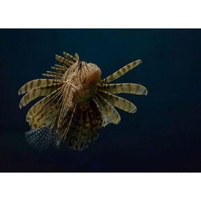 Posterazzi PDX2322843SMALL Artwork, Medium, Multi