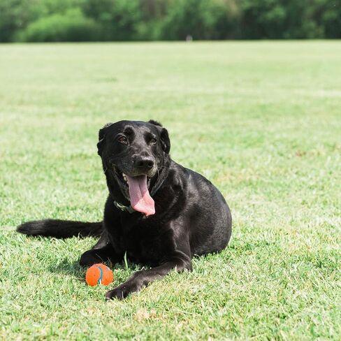 Chuckit! Dog Tennis Ball Toy, Large 3in, 2 Pack, for 60-100lbs Dogs in Kuwait