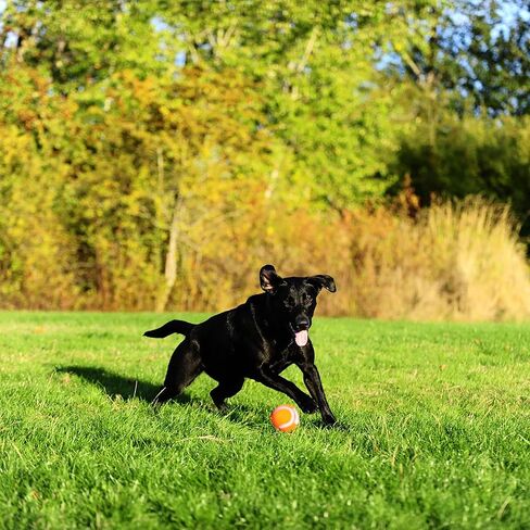 Chuckit! Dog Tennis Ball Toy, Large 3in, 2 Pack, for 60-100lbs Dogs in Kuwait