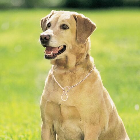 Mogoko Stainless Steel Dog Choke Chain Collar, Puppy Metal Snake Chain Pet Show Slip Collar Choker for Training Walking (Silver;20.0"*4.0mm) in Kuwait