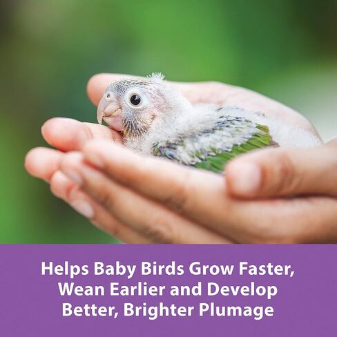 Kaytee Exact Hand Feeding Pet Bird Baby Food For Parrots, Parakeets, Lovebirds, Cockatiels, Conures, Cockatoos, and Macaws, 5 Pound in Saudi Arabia