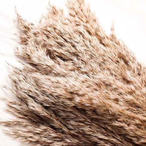 SREED 20 Pcs 23 Inch Tall Fluffy Pampas Grass XL Size White Dry Pompous Grass Decor Wedding Flower Boho Decor Natural Pompas Flower Bouquet(White, 23 inch) in Kuwait