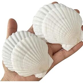 QICQDRAM 25PCS Sea Shells for Crafts Decoration 2''-3'' White Scallop Shells, for Crafts DIY Painting Beaching Wedding Decoration, Beach Natural Scallop Shells Bulk