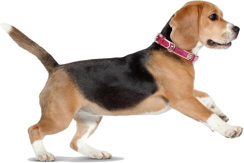 Dog Collar,Cat Collar,Sparkling Rhinestones Dog Collars Adjustable Pet Collars for Puppy Kitten Small Medium Dogs&Cats (S, Gold) in Saudi Arabia