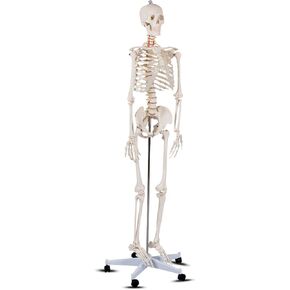 Giantex B010L18XEW Life Size 70.8" Human Anatomical Anatomy Skeleton Medical Model + Stand