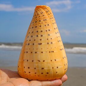 Large Conch Shells 1PCS Natural Sea Shells 3.9''-4.7'' for Home Decorations, Beach Theme Party, Wedding Decor, DIY Crafts, Fish Tank and Shell Collectors Decoration