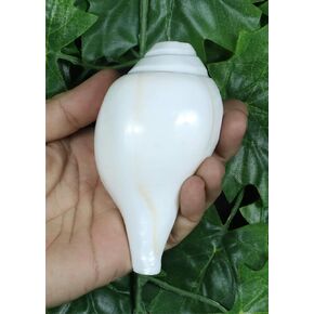 Genuine Blowing Shankh Vamavarti Dattatreya - Conch Shells - Puja Ritual - Plain Pooja Shankh - Shankhnaad (Shankh-3.0-3.5IN) in Kuwait