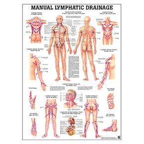 Lymphatic Drainage Laminated Anatomy Chart