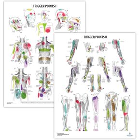 2 PACK Trigger Points I & II Poster Set, LAMINATED, Anatomy and Physiology Poster, 17.3 x 22.5 Inches, Trigger Points Diagram, Human Anatomical Chart, Extremity Trigger Points