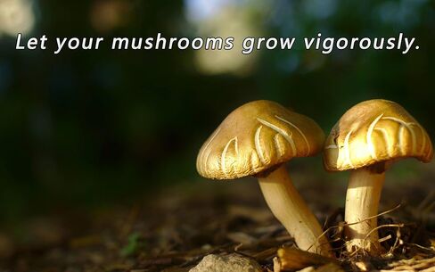 لوازم نمو الفطر 0.25 ميكرومتر - 18 قطعة - 68 مم قرص مرشح الفطر المطبق تحت غطاء جرة واسع الفم لزراعة الفطر in Kuwait