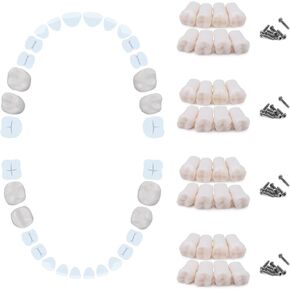 ANNWAH Removable Typodont Teeth for Dental Typodont Teeth Model, Dental Practice and Teaching Replace Detachable Model （28Pcs/Set） in Kuwait