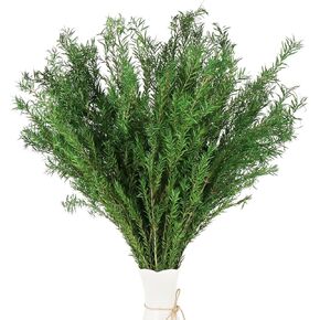 النباتات الخضراء المجففة Melaleuca bracteata F.Muell 5-6oz طول 17.5 "فرع أخضر محفوظ لمزهرية ديكور المنزل تصميم الأزهار DIY ترتيب شمعة العطر 2 حزمة حزمة (الأخضر الطبيعي) in Kuwait