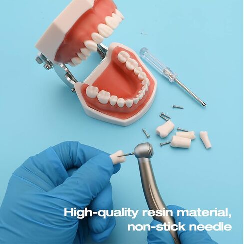 ANNWAH Removable Typodont Teeth for Dental Typodont Teeth Model, Dental Practice and Teaching Replace Detachable Model （28Pcs/Set） in Kuwait