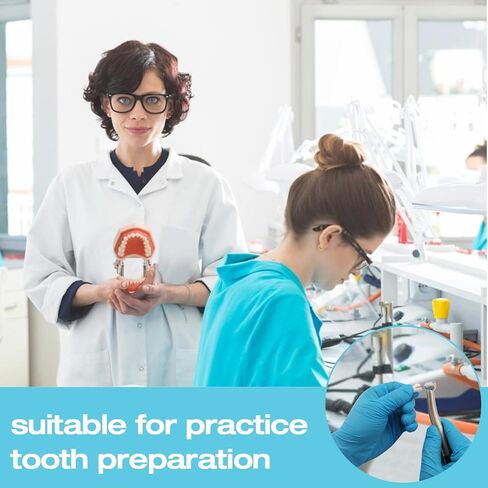 ANNWAH Removable Typodont Teeth for Dental Typodont Teeth Model, Dental Practice and Teaching Replace Detachable Model （28Pcs/Set） in Kuwait