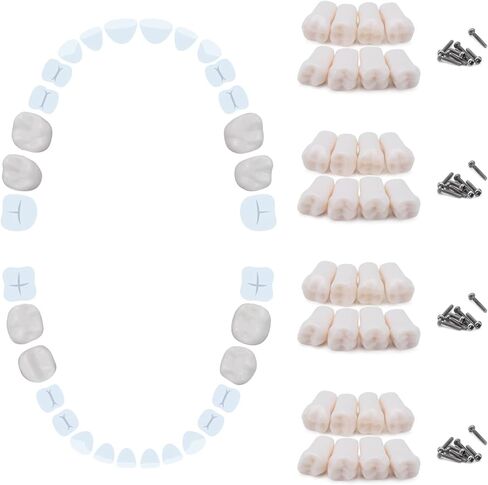 ANNWAH Removable Typodont Teeth for Dental Typodont Teeth Model, Dental Practice and Teaching Replace Detachable Model （28Pcs/Set） in Kuwait