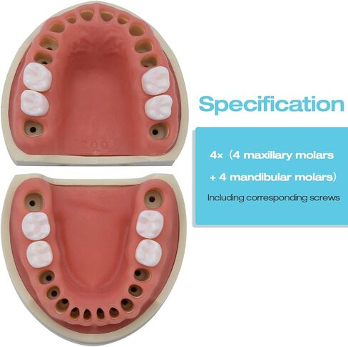 ANNWAH Removable Typodont Teeth for Dental Typodont Teeth Model, Dental Practice and Teaching Replace Detachable Model （28Pcs/Set） in Kuwait