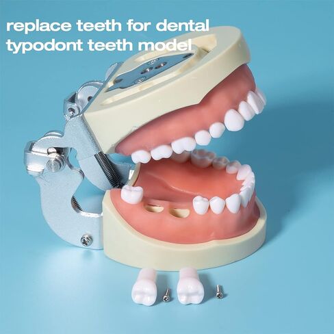 ANNWAH Removable Typodont Teeth for Dental Typodont Teeth Model, Dental Practice and Teaching Replace Detachable Model （28Pcs/Set） in Kuwait