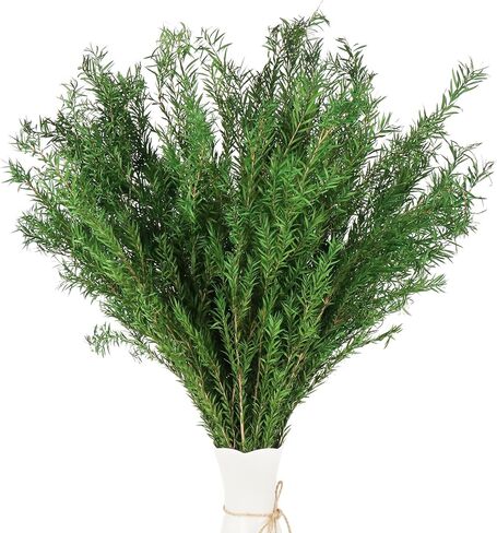 النباتات الخضراء المجففة Melaleuca bracteata F.Muell 5-6oz طول 17.5 "فرع أخضر محفوظ لمزهرية ديكور المنزل تصميم الأزهار DIY ترتيب شمعة العطر 2 حزمة حزمة (الأخضر الطبيعي) in Kuwait
