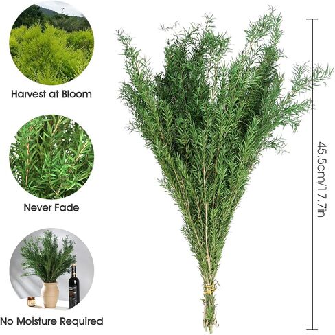 النباتات الخضراء المجففة Melaleuca bracteata F.Muell 5-6oz طول 17.5 "فرع أخضر محفوظ لمزهرية ديكور المنزل تصميم الأزهار DIY ترتيب شمعة العطر 2 حزمة حزمة (الأخضر الطبيعي) in Kuwait