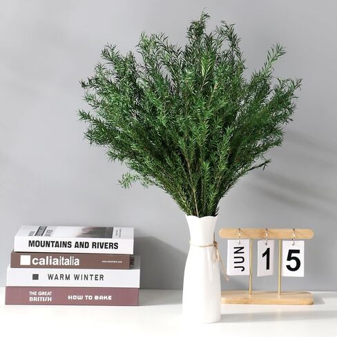 النباتات الخضراء المجففة Melaleuca bracteata F.Muell 5-6oz طول 17.5 "فرع أخضر محفوظ لمزهرية ديكور المنزل تصميم الأزهار DIY ترتيب شمعة العطر 2 حزمة حزمة (الأخضر الطبيعي) in Kuwait