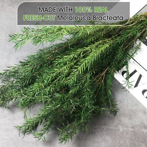 النباتات الخضراء المجففة Melaleuca bracteata F.Muell 5-6oz طول 17.5 "فرع أخضر محفوظ لمزهرية ديكور المنزل تصميم الأزهار DIY ترتيب شمعة العطر 2 حزمة حزمة (الأخضر الطبيعي) in Kuwait