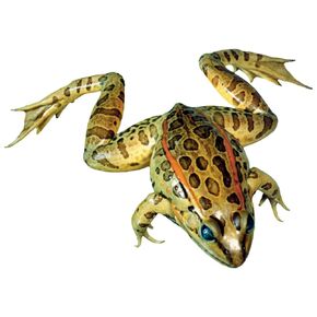Grass Frog Specimen for Dissection, for Biology Classrooms, 4-5 inches Plain Injection, Vacuum Pack of 1