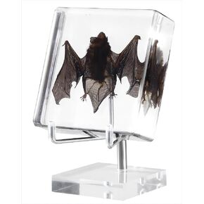 Taxidermy Bat, Bat Specimens Taxidermy animals in Resin for Science Classroom Science Education.The Unique Gifts for Specimen Enthusiasts, Fans of Taxidermy, Collector (Skull, Oddities), Biology