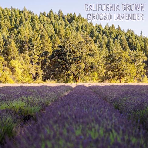 Lavender Sachets by Lavender 101 - US Grown French (Grosso) Lavender Sachets | Great for Adding Fragrance to Closets, Drawers, Homes, Vehicles, Workspaces (6), Small, Purple in Kuwait