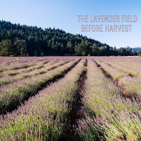 Lavender Sachets by Lavender 101 - US Grown French (Grosso) Lavender Sachets | Great for Adding Fragrance to Closets, Drawers, Homes, Vehicles, Workspaces (6), Small, Purple in Kuwait