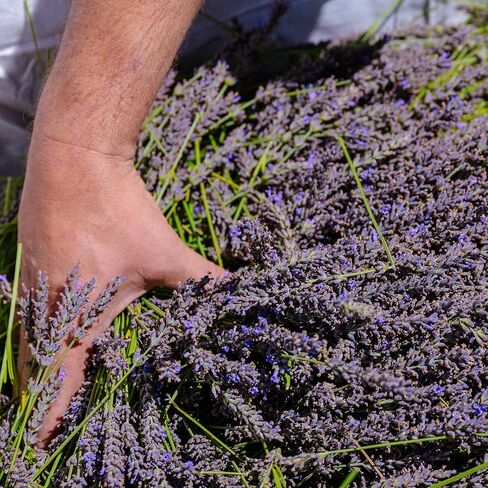 Lavender Sachets by Lavender 101 - US Grown French (Grosso) Lavender Sachets | Great for Adding Fragrance to Closets, Drawers, Homes, Vehicles, Workspaces (6), Small, Purple in Kuwait