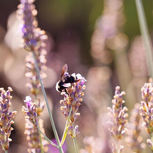 Lavender Sachets by Lavender 101 - US Grown French (Grosso) Lavender Sachets | Great for Adding Fragrance to Closets, Drawers, Homes, Vehicles, Workspaces (6), Small, Purple in Kuwait