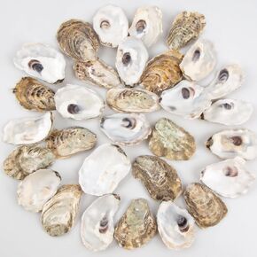 QEQEKAKA 30PCS Oyster Shells 2"-2.5" Small Flat Oyster Shells for Crafts Natural Oyster Shells Bulk, for Home Vase Filler, Xmas Ornaments, DIY Arts and Crafts Sea Shells