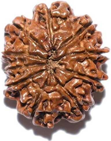Wonder Care - Original Nepali Rudraksha Bead/Rudraksha Bead Natural Rudra Religious Rosary Bead in Kuwait