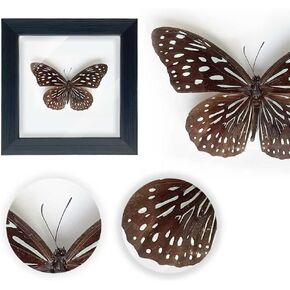 Taxidermy Butterfly, Framed Butterfly Specimen, Real Butterfly Display Insect Shadow Box for Wall Table Top Decor