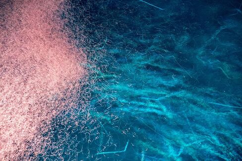 ONNIT MCT Oil - Pure MCT Coconut Oil Optimized with C8, C10, Lauric Acid - Perfect for Coffee, Shakes, and Cooking in Kuwait