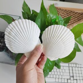 16PCS Sea Shells for Crafts 2.7"~3.5" White Scallop Shells, for Baking Shells Crafts DIY Painting Beaching Wedding Decoration Beach Natural Scallop Shells Bulk