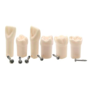 Dental Typodont Model Fit for Kilgore Nissin 200 Type M8025-6 Standard Screw-in Replacement Practice Filling Training Teeth Model Practicing Study Teach 6Pcs/Set