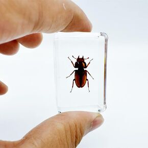 Various Cute Resin Insects, Insect Specimens，Resin Preservation, Resin Amber for Children's Science Education, Collection (Gold Catalpa Beetle)