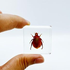 Various Cute Resin Insects, Insect Specimens，Resin Preservation, Resin Amber for Children's Science Education, Collection (Gold Catalpa Beetle) in Kuwait