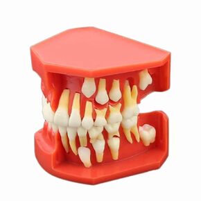 1 Pc Teeth Eruption Development Model Teeth Study Model