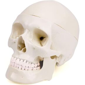 Human Skull Model: Life-Size, 3-Part Detailed Anatomical Head Skull Model Plastic Skull Anatomy Model with Removable Skull Cap and Mandible for Science Education, Teaching, and Study