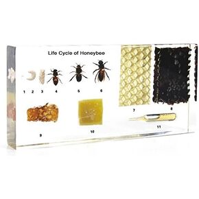 Lifecycle of a Honey Bee Science Classroom Specimens for Science Education