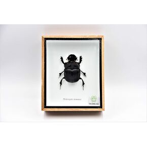 Real Exotic Elephant Dung Beetle Specimen (Heliocopris Dominus) FEMALE - Preserved Taxidermy Insect Bug Collection Framed in a Wooden Box as Pictured